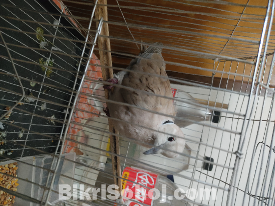 ঘুঘু পাখি